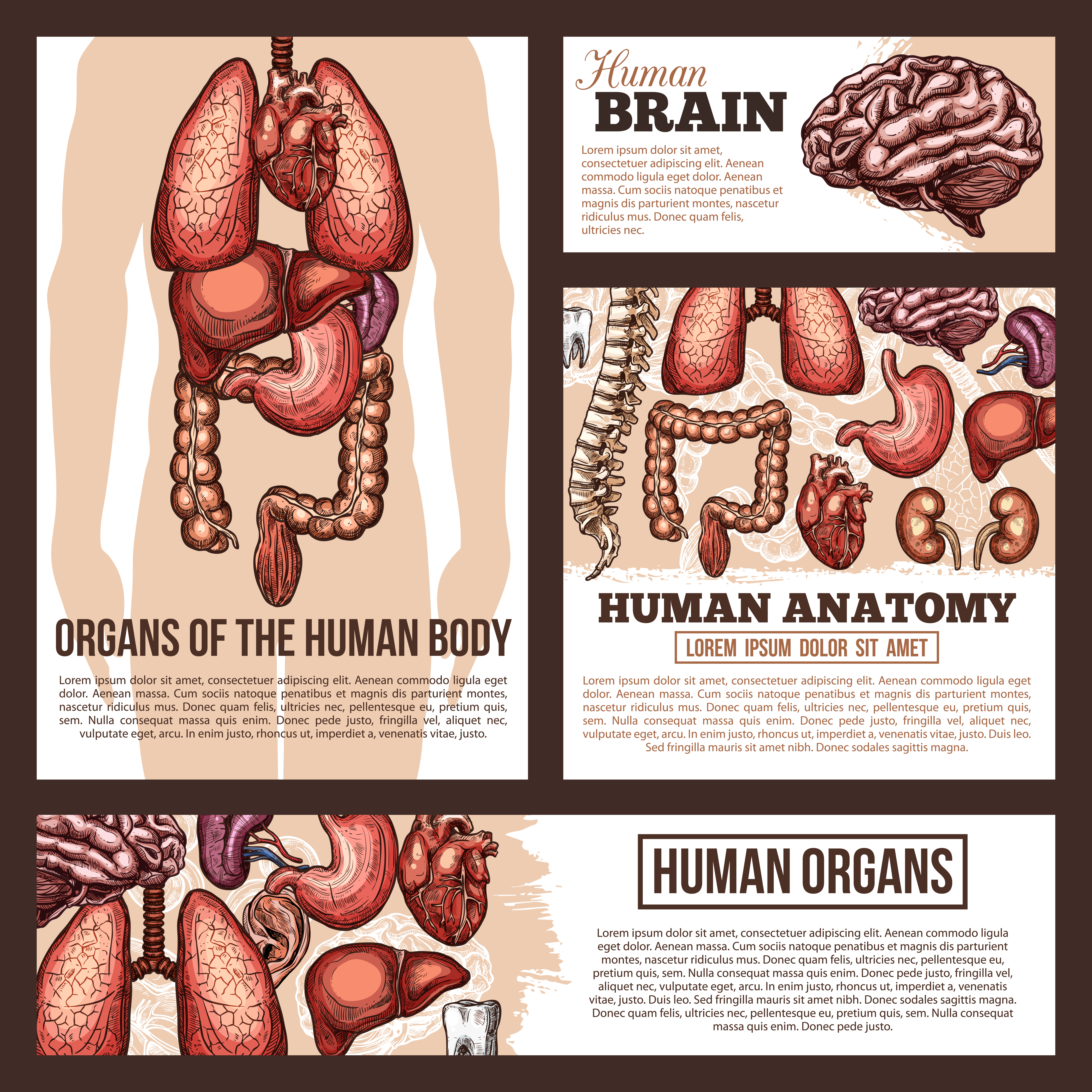 EXAMPLE POSTER of Anatomy of human organs 