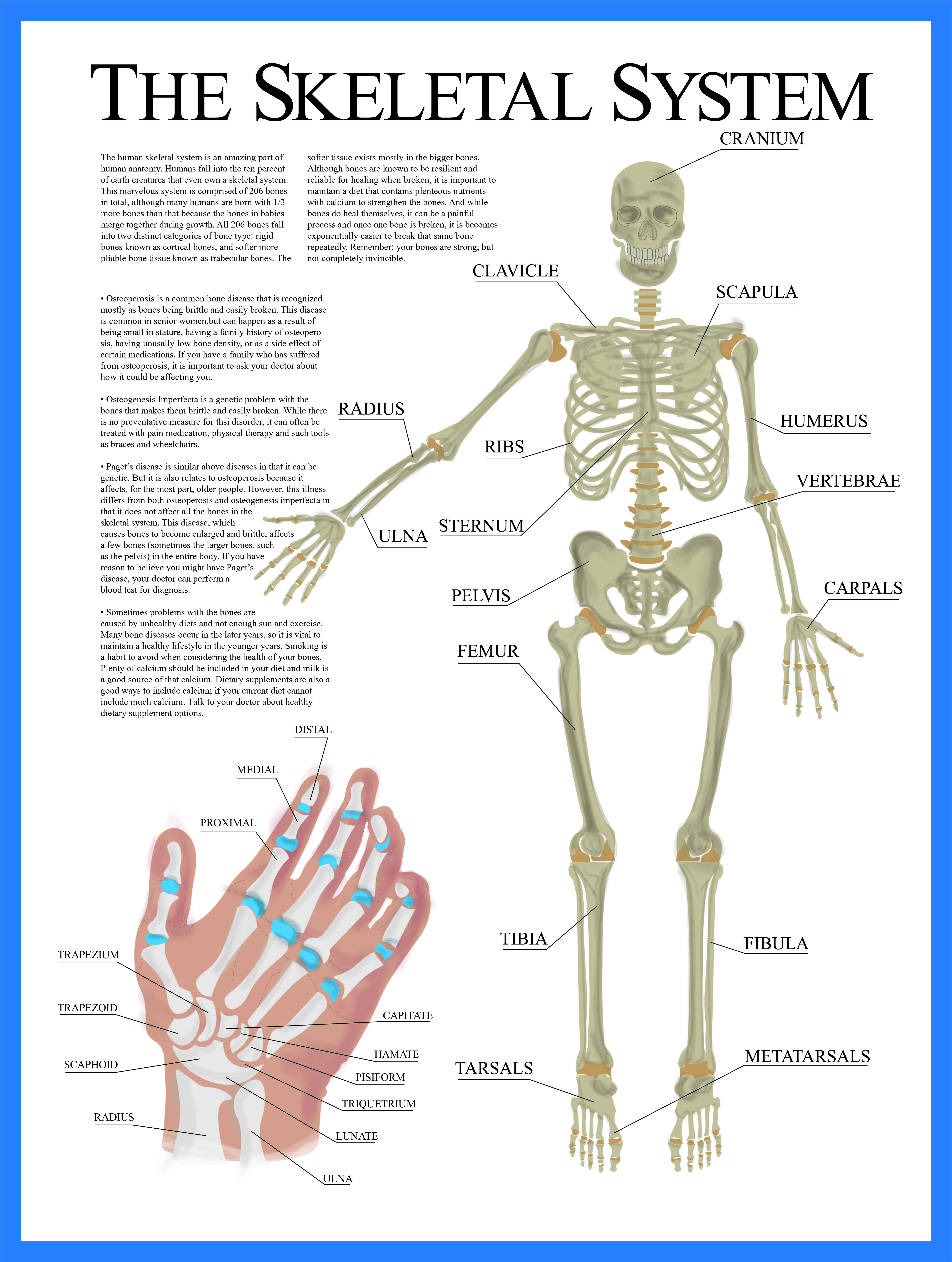 EXAMPLE POSTER of The Skeletal System