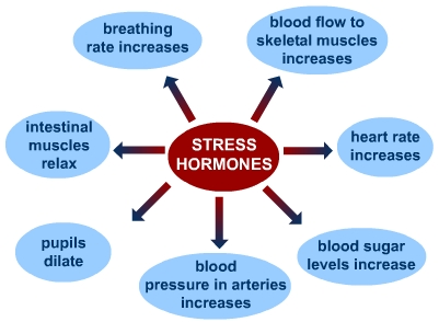 stress_hormone_responses.bmp